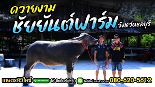 ควายงาม ชัยยันต์ฟาร์ม จ.ชลบุรี 080-620-5612