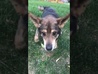🆘 Слепого старичка не держат лапки. Поддержите🙏Мишаня из Москвы 8-985-459-40-80 Людмила