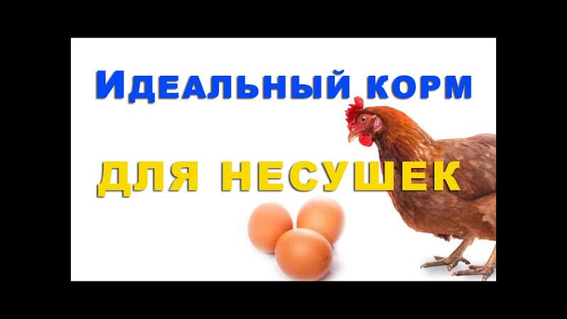 Чем кормить кур несушек зимой, чтобы яйцом