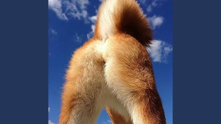 DOG AXX