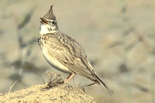 Crested Lark / Хохлатый жаворонок / Galerida cristata