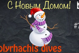 Строительство у муравьев. Всех с наступающим! =) // Polyrhachis Dives // #71