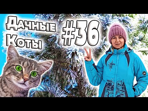 Дачные коты, 36.