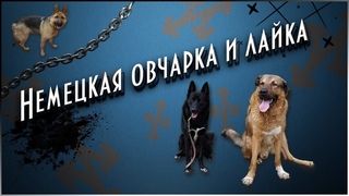 Немецкая овчарка и лайка