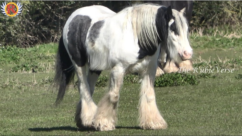 Belgian Horse Heavy Weight Work Horse HUGE