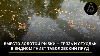 Вместо золотой рыбки  грязь и отходы: в Видном гниет Таболовский пруд