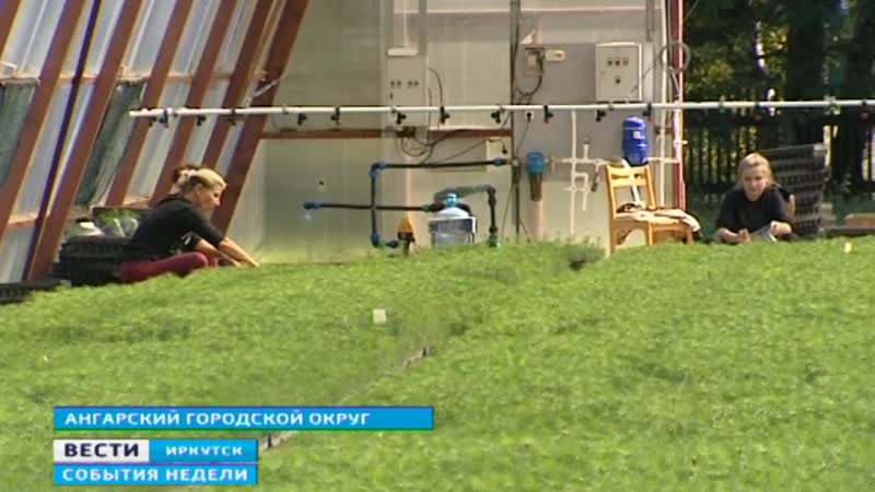 В Мегетском питомнике созрела новая партия сосен. Их начали