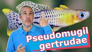 PEZ de OJOS AZULES  Pseudomugil Gertrudae