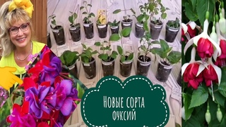 И снова посылочка