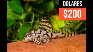 Es difcil cuidar al Pleco Super white L236