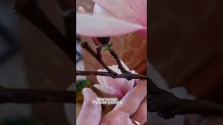 Магнолия Суланжа из холодного фарфора, под танго“ Магнолия“ Поет Скляр. Автор Вертинский