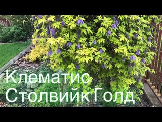 Уже цветёт клематис Столвийк Голд  Clematis Stolwijk Gold