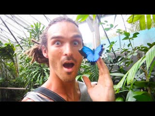 BUTTERFLY HEAVEN