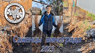 Саженцы винограда Донецка