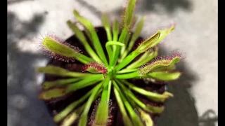 Drosera capensis Compact Rosette  - росянка капская. 1
