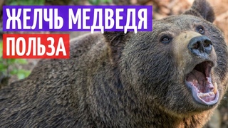 Медвежья желчь применение. Всё о пользе желчи медведя I