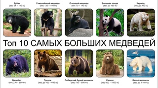 Топ 10 САМЫХ БОЛЬШИХ МЕДВЕДЕЙ
