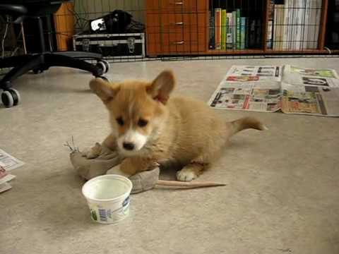 Rölli Welsh Corgi Pembroke 9 weeks old