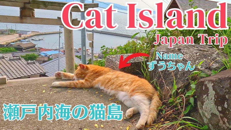 Visiting Cat Island in Japan 60 friendly cats and the man who takes care of them. Ogijima,