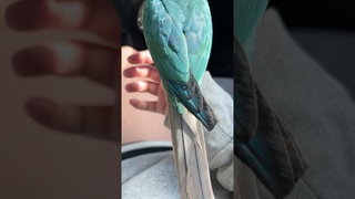 Turquoise green cheek conure in natural sunlight