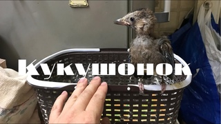 Птенец сойки.  Будущий клиент  Вороньего гнезда