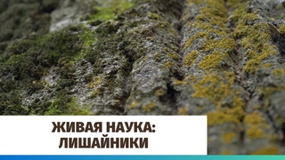Живая наука: что такое лишайники?