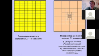 ФЧЖ 4 курс сенс системы 2