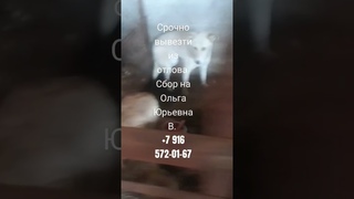 сегодня надо забрать, из отлова помогите в оплате вывоза, за зоотакси, за передержку.