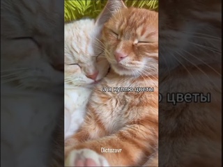 Хроники рыжих котов