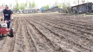 Нарезка борозд мотоблоком МТЗ для посадки картофеля