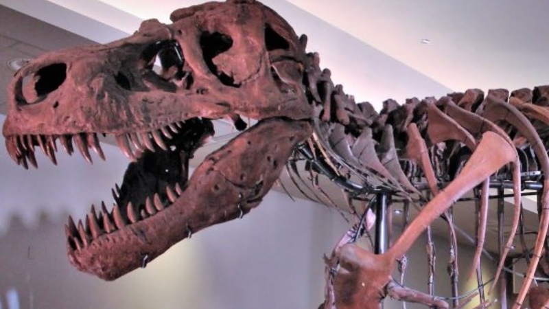 The Tragic Real Life Story Of Sue The T