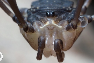 Daddy Longlegs Risk Life ... and Especially Limb ... to Survive | Deep Look