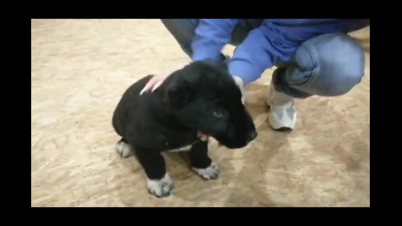 Видео от Lussi