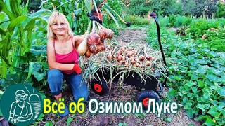 Всё о выращивании озимого лука: посадка, полив, уборка урожая, хранение - по технологии Гордеевых