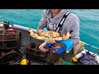 Variety of Big Crustaceans in my Lobster Pots ! Catch n Cook - Commercial Crab & Lobster Fishing