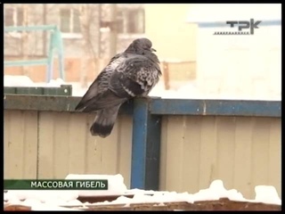 МАССОВАЯ ГИБЕЛЬ