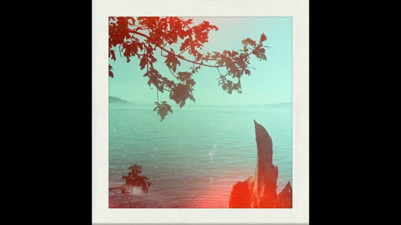 The Birds Companion The Edge of the Sea