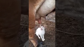 The cat and the calf: A Milk Comedy! #cat #cute #calf #milk #comedy #shorts #catfunny #animals