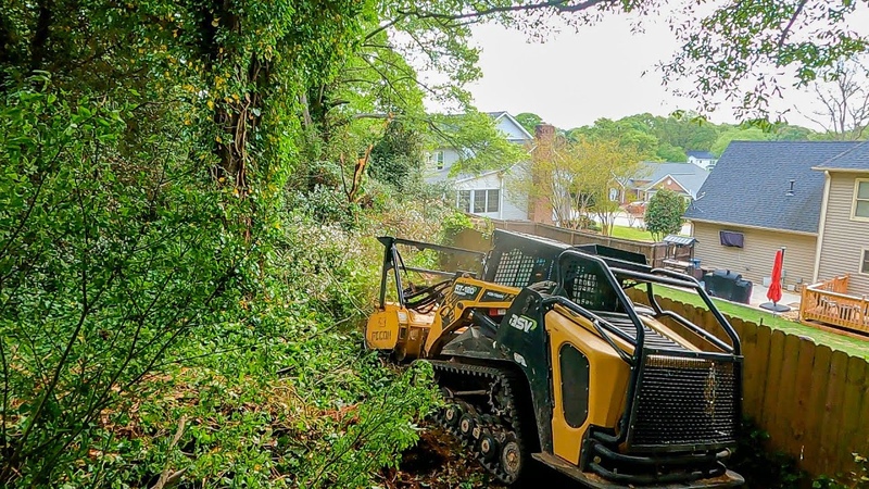 EXTREME Ivy Overgrowth in Backyard Forestry
