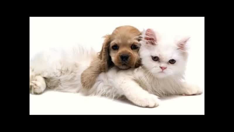 Лучшая музыка для сна кошек Кошки спальные