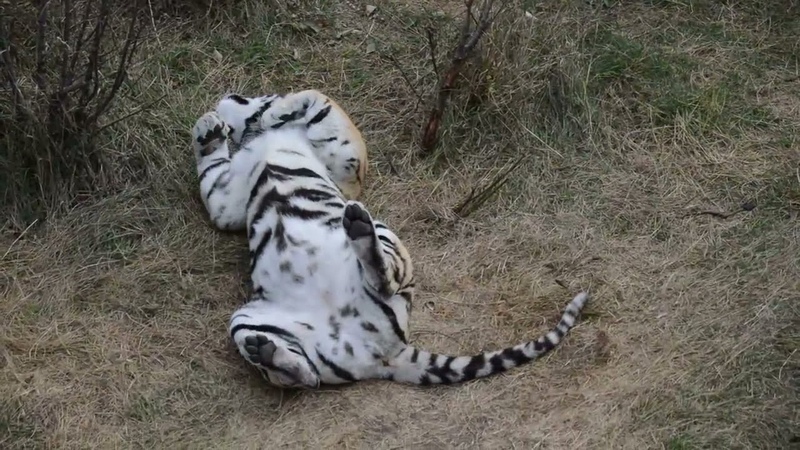 Ирина Вронская: Тигриные развлечения) Tiger