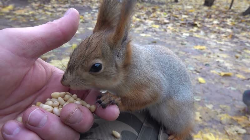 Голодная белка, Hungry