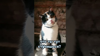 С котом в баню перед Новым годом...Пирог в печи.