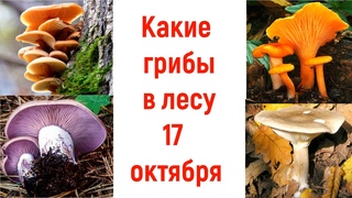 Какие грибы в лесу 17 октября