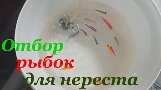 Как я отбираю производителей тернеции глофиш Первый нерест молодых тернеций