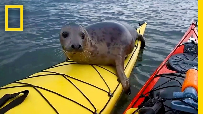 Adorable Seal Catches a Ride on a Kayak, National