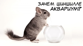 ШИНШИЛЛА МИЛЫЙ ПИТОМЕЦ ИЛИ ДИКИЙ ЗВЕРЬ? ВСЁ САМОЕ ИНТЕРЕСНОЕ В ОДНОМ ВИДЕО!
