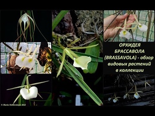 ОРХИДЕЯ БРАССАВОЛА (BRASSAVOLA)  -  обзор видовых растений в коллекции