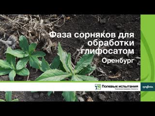 Фаза сорняков для обработки глифосатом, Оренбург