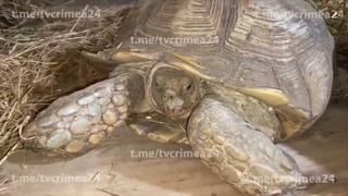Большое ПОПОЛНЕНИЕ в “Тайгане“ с Донбасса!